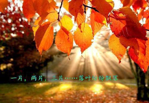 会计简历自我评价范文