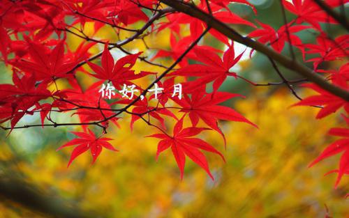 【精华】简单辞职报告范文汇总6篇