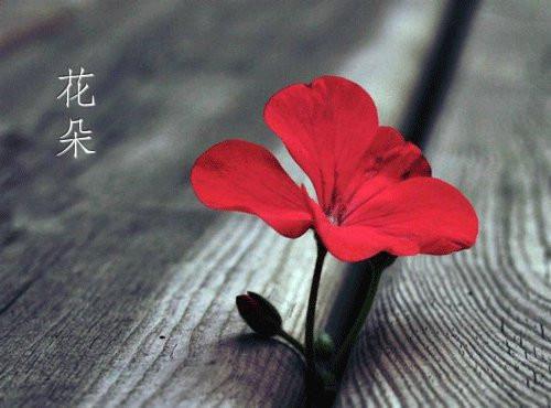 贫困生强制代管生活费后，我助她重回山沟沟：+番外+后续（姚清清,程薇,谢听雪）番外章节列表