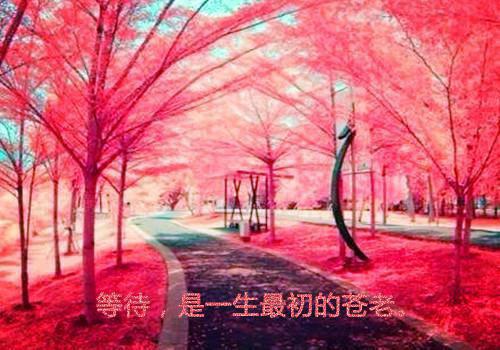 描写姐姐结婚的祝福语