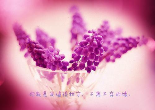 小说《盛晚卿白熠臣》盛晚卿白熠臣在线全文阅读