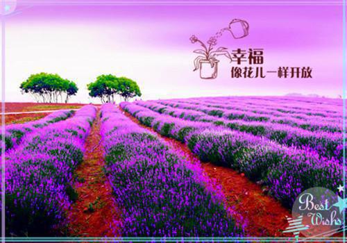 小说《莲花》经典语录