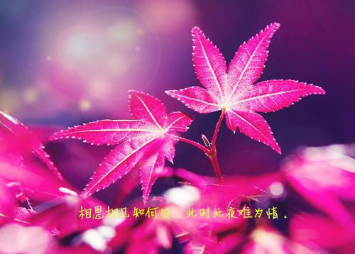 林语歌灵云全文免费阅读（流光审判小说）全文在线林语歌灵云读无弹窗大结局_(林语歌灵云流光审判小说小说在线林语歌灵云读)最新章节列表_笔趣阁（林语歌灵云）