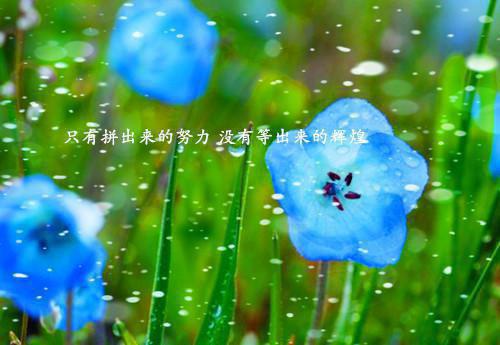 描写鸟柳树鸟的经典古诗名句