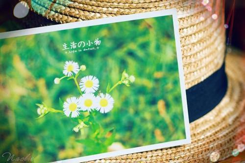 卿本惊华（谢兰苧萧南殊）全文免费阅读无弹窗大结局_卿本惊华全文免费阅读_笔趣阁（卿本惊华）