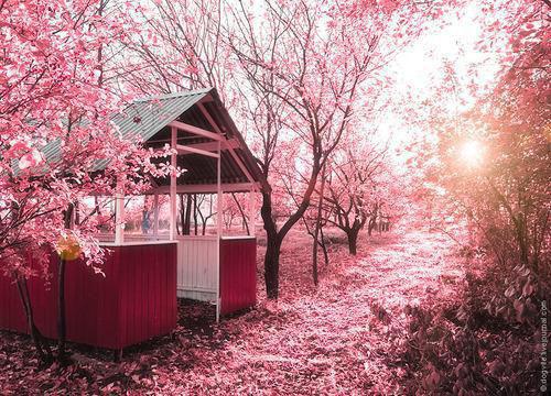 重阳节的诗句资料——《九日闲居·并序》