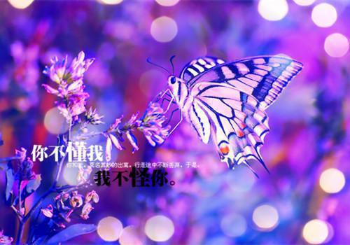 春节的传统文化