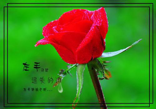 给领导的新年贺词