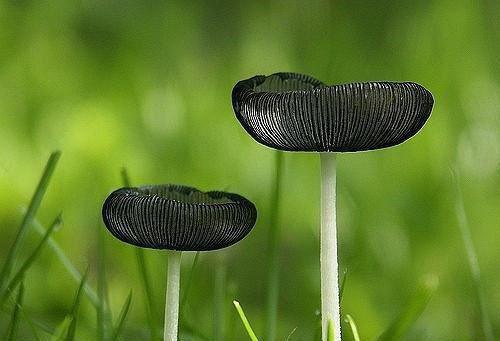 写落叶的优美散文