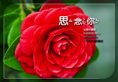 岳父过生日时的贺词