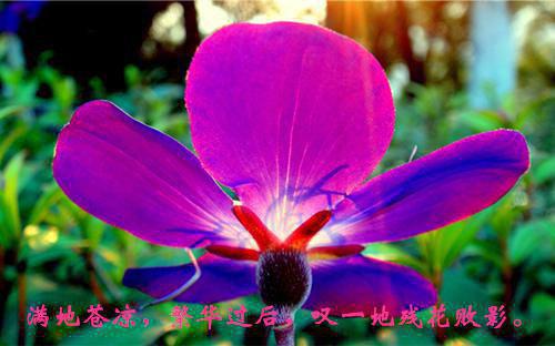 有关教师的英语散文诗歌
