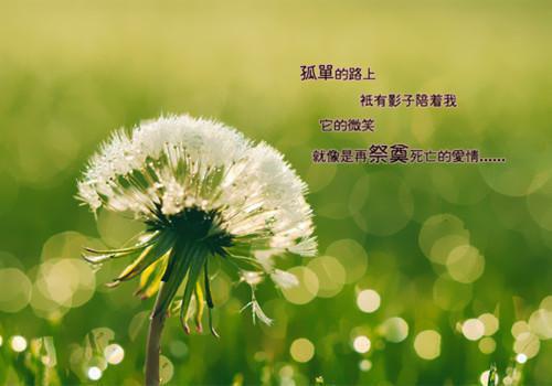 爱情语句
