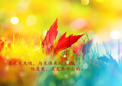 感情爱情故事