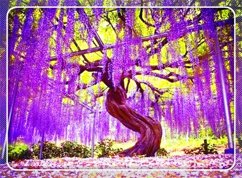 给长辈的新婚祝福语