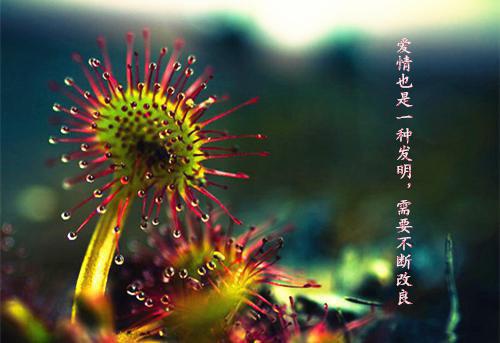 中低年级语文科教学兼班主任个人述职总结报告